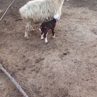 میش بره دار جوان