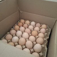 تخم مرغ محلی روستای هوجقان