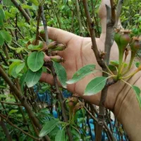 نهال میوه اصلاح شده باردهی از سال اول|خدمات باغبانی و درختکاری|رشت, آب آسیاب|دیوار