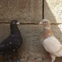 کفتر