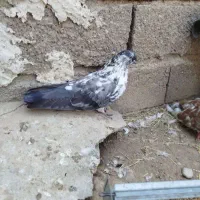 کبوتر ماده باسه عددجوجه ودوبر نروماده