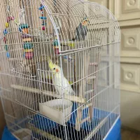 عروس هلندی دستی