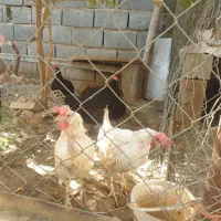 خروس و مرغ تخمی و بوقلمون|حیوانات مزرعه|شریف‌آباد, |دیوار