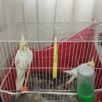 یک جفت عروس هلندی|پرنده|مشهد, شهید قربانی|دیوار