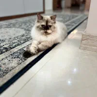 فروش گربه هیمالین