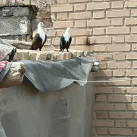 اهواز