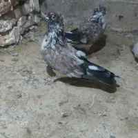 کبوتر سوسک شکلاتی کاکل اخمو|پرنده|کلاله, |دیوار