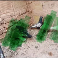 کفتر سینه ماده مست