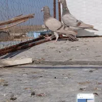 سلام دوتا گاغذی ماده خطی پنج|پرنده|دشتابی, |دیوار