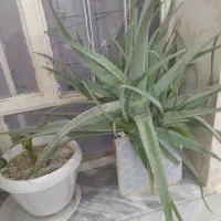 گلآلوورا|آرایشی، بهداشتی، درمانی|تربتحیدریه, سرمحله|دیوار