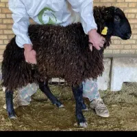 بره نر