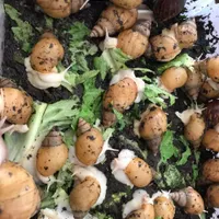 پرورش‌حلزون‌شغل‌خانگی خریدحلزون وخاویار