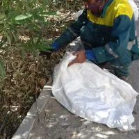 باغبانی وهرس کاری