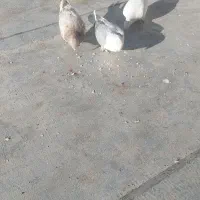 فروش 5 عدد کبوتر نرو ماده|پرنده|محلات, |دیوار