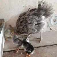 تخم مرغ نطفه دار