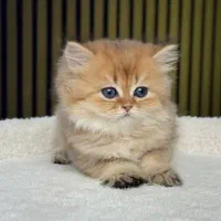 اگه توله گربه دارین این آگهی رو نگاه کن