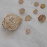 فُسیل|کلکسیون اشیاء عتیقه|خوشاب, |دیوار