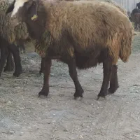 میش.بره.شیشک|حیوانات مزرعه|بوئین و میاندشت, |دیوار