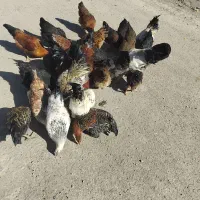 مرغ و خروس|حیوانات مزرعه|انگوران, |دیوار