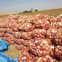 پیاز درشت محلی