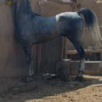 مادیان و اسب