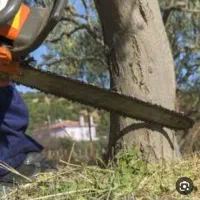 خریدارچوب وبرش درخت