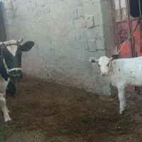 گاو زاییده شیری وچرم شیر با گوساله|حیوانات مزرعه|هیرمند, |دیوار