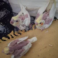 عروس هلندی|پرنده|دوگنبدان, |دیوار