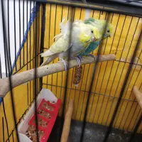 مرغ عشق پروانه یی