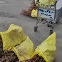 فروش نهال زرشک وعناب|خدمات باغبانی و درختکاری|نسیمشهر, |دیوار