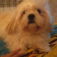 شیتزو سوپر فلت نر دوساله2تومن|سگ|قم, پردیسان|دیوار