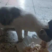 گربه خانگی گمشده|حیوانات|اهواز, گلستان|دیوار