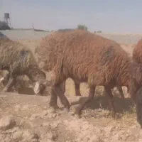 میش داشتی فروشی