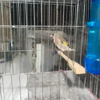 سهره قناری. مست|پرنده|آمل, |دیوار