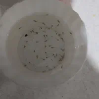 بچه ماهی گوپی