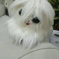 دوعدد عروسگ سگ و گربه پشمالو ۲۵۰|اسباب‌‌بازی|اهواز, کیان اباد|دیوار