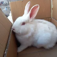 خرگوش چشم شرابی و آروم