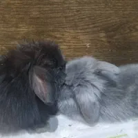 خرگوش لوپ بچه خرگوش ۲ماهه دستی