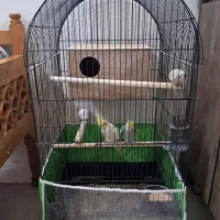 عروس هلندی جفت