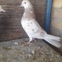 نر سرور ماده کشکلک