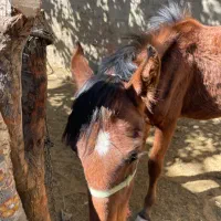 کره اسب مادیون|اسب و تجهیزات اسب‌سواری|الیگودرز, |دیوار