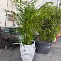 فروش ویژه گل و گیاه با ارسال رایگان