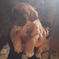 واگذاری توله سرابی