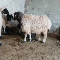 سلام ۴ عدد بر مادر|حیوانات مزرعه|یزد, |دیوار