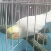 عروس هلندی نر آماده جفت گیری