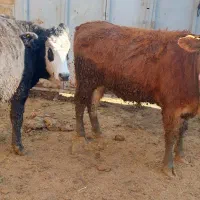 گوساله سیمنتال تلیسه