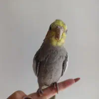 عروس هلندی گمشده به یابنده مژدگانی داده میشود