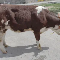 مامله گاوگوسفند