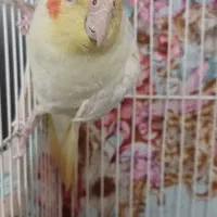 عروس هلندی سخنگو نر