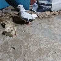 ۱۰۰|پرنده|رامهرمز, |دیوار